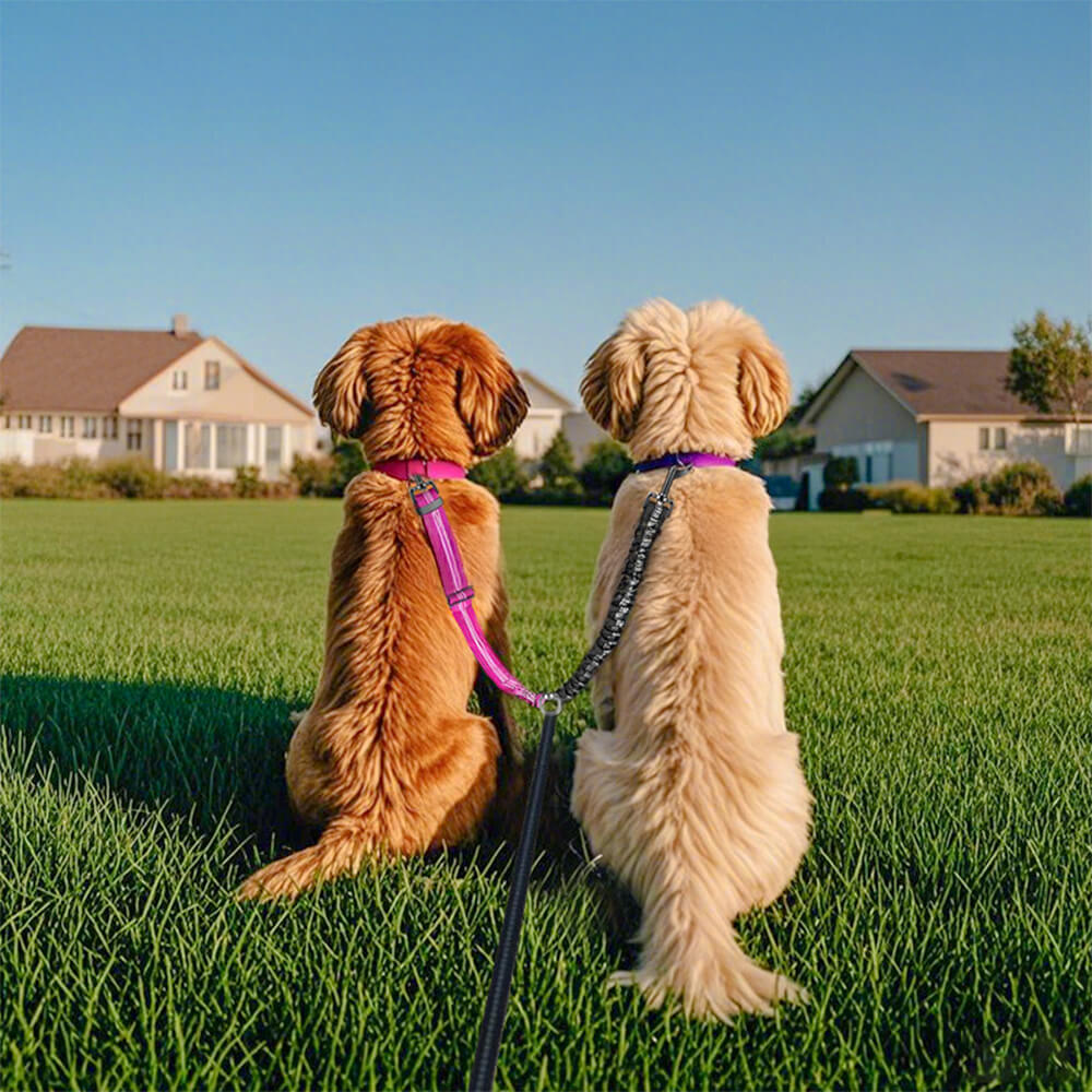 The Untold Story Behind Their Matching Harnesses & That Iconic "Back-to-Back" Pose!