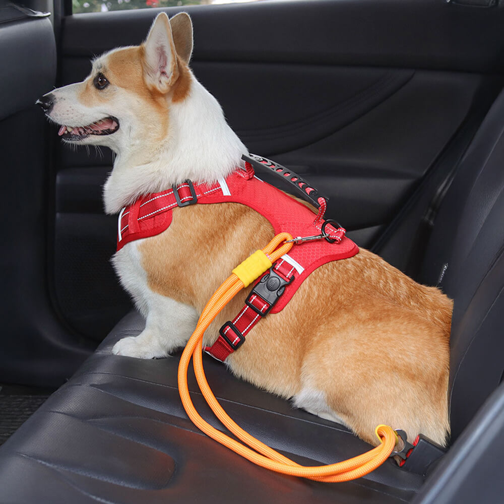 Pet Leashes & Collars & Harnesses