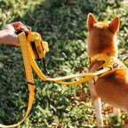 Distributeur étanche de sacs à crottes avec laisse Flexi Walker FUNNYFUZZY-Exclusif app