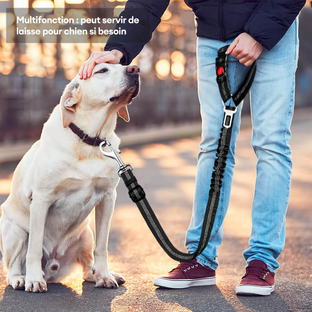 Ceinture de sécurité pour chien avec attache pour appui-tête de voiture