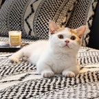 Housse de canapé classique en plaid peluche résistant aux rayures confortable antidérapante