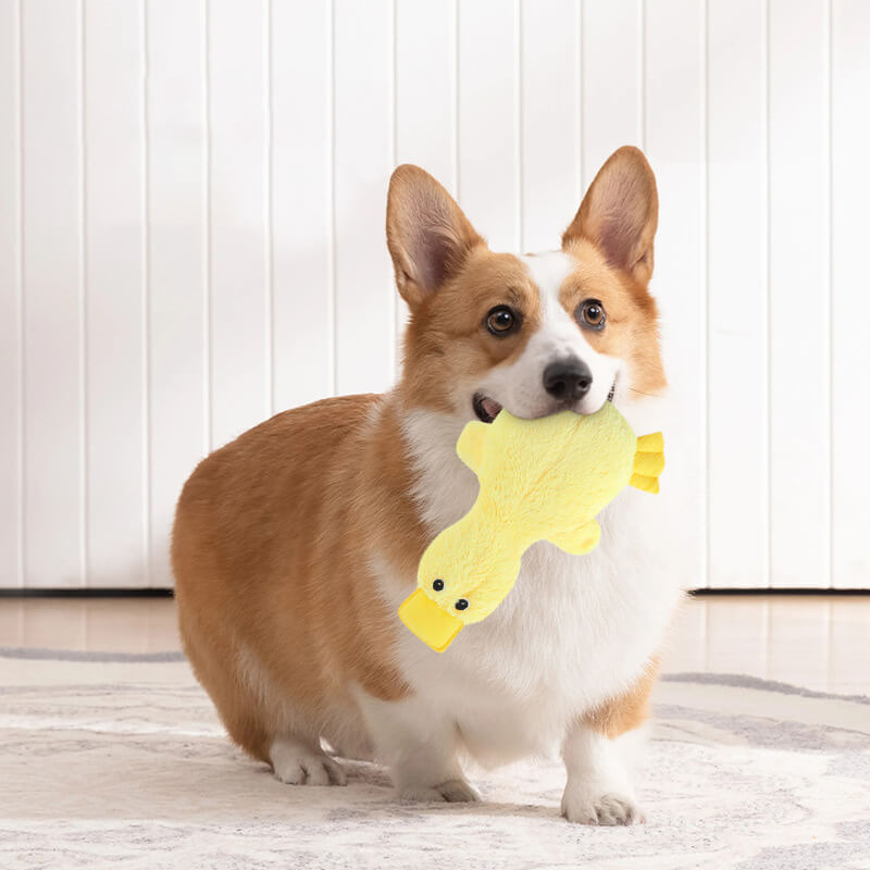 Jouet pour chien en forme de canard avec sifflet mignon-Exclusif app