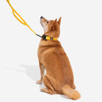 Collier pour chien réglable en nylon durable FUNNYFUZZY - Flexi Walker