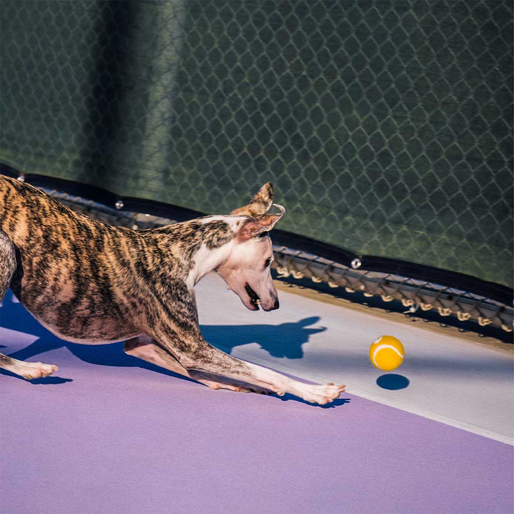 Jouet pour chien balle de tennis FUNNYFUZZY avec couineur et effet rebond