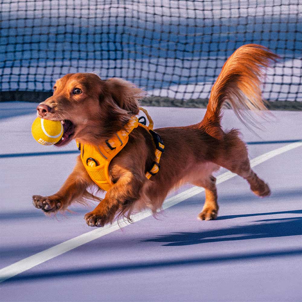 Jouet pour chien balle de tennis FUNNYFUZZY avec couineur et effet rebond