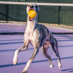 Jouet pour chien balle de tennis FUNNYFUZZY avec couineur et effet rebond
