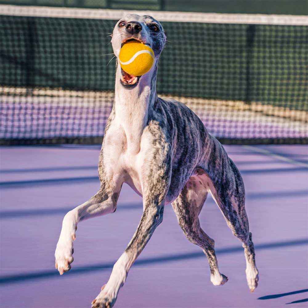 Jouet pour chien balle de tennis FUNNYFUZZY avec couineur et effet rebond