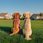 Laisse pour chien à double attache antichoc sans enchevêtrement