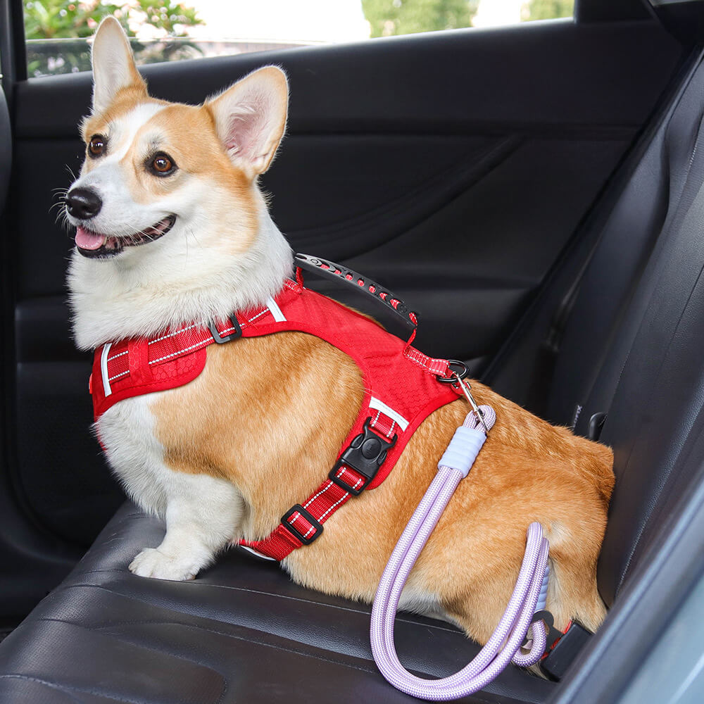 Ceinture de sécurité en nylon pour chien pour voiture anti traction