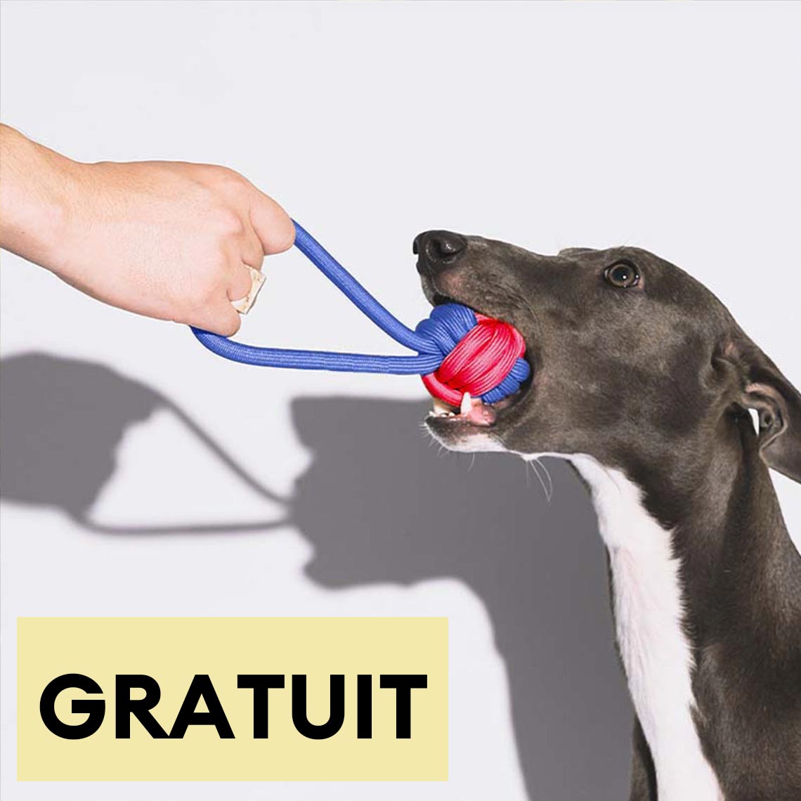 Jouet à tirer en corde pour chien couleurs contrastées-Exclusif app