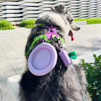 Bol pliant en silicone pour animaux de compagnie portable-Exclusif app