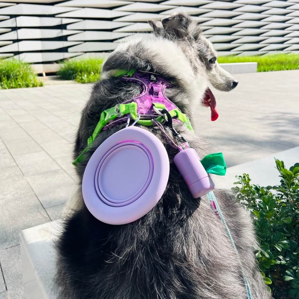 Bol pliant en silicone pour animaux de compagnie portable-Exclusif app