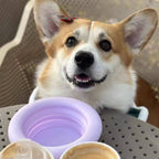 Bol pliant en silicone pour animaux de compagnie portable-Exclusif app