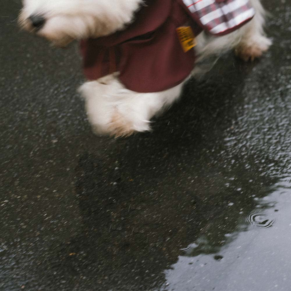 Imperméable ajustable pour chien à carreaux vintage protection contre les intempéries