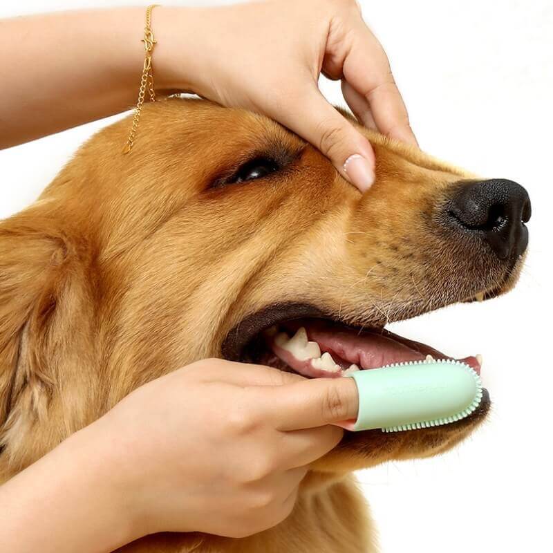 Brosse à dents doigt pour animaux nettoyage dentaire-Exclusif app